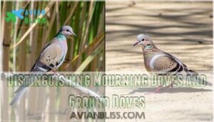 distinguishing mourning doves and ground doves