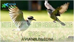 dive bombing and broken wing display dive bombing and broken wing display