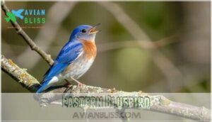 eastern bluebird