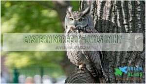 eastern screech-owls in ny