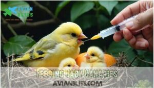 feeding baby canaries