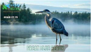 great blue heron