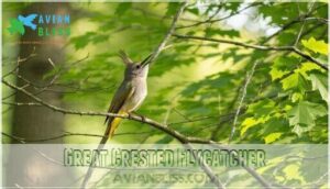 great crested flycatcher