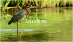 green heron