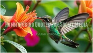 hummingbird quotes for social media