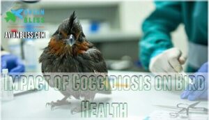 impact of coccidiosis on bird health impact of coccidiosis on bird health