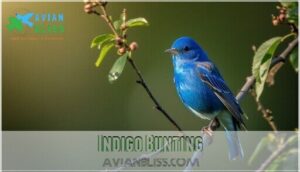indigo bunting