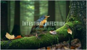 intestinal infection