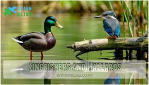 kingfishers and mallards kingfishers and mallards