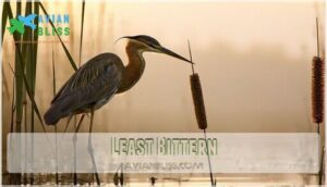 least bittern