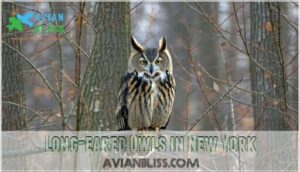 long-eared owls in new york