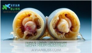 male bird anatomy