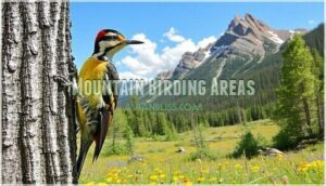 mountain birding areas