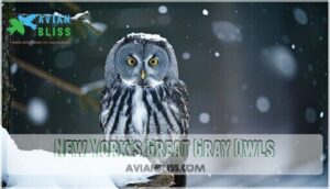 new york's great gray owls