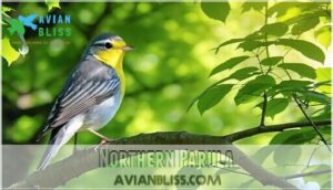northern parula