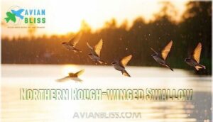 northern rough-winged swallow