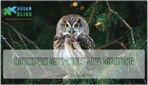 northern saw-whet owl sighting