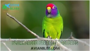 plumheaded parakeet pictures plumheaded parakeet pictures