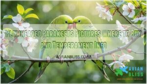 plumheaded parakeets pictures where to buy and temperament info plumheaded parakeets pictures where to buy and temperament info
