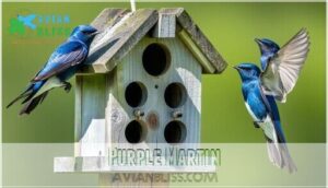 purple martin