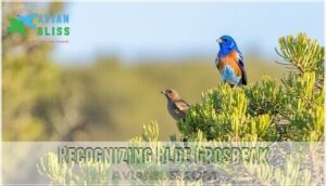 recognizing blue grosbeak