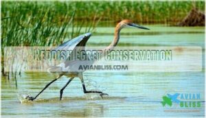 reddish egret conservation