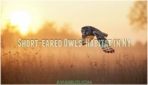 short-eared owls' habitat in ny