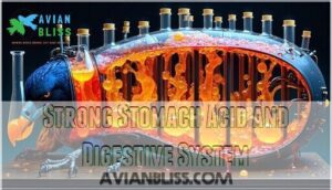 strong stomach acid and digestive system