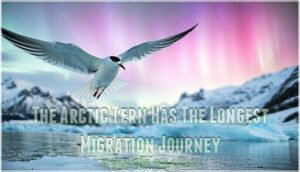 the arctic tern has the longest migration journey