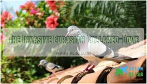 the invasive eurasian collared-dove