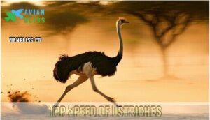 top speed of ostriches top speed of ostriches