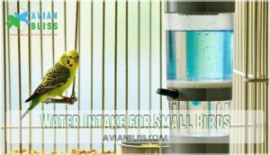 water intake for small birds