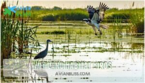 wetland habitat birds wetland habitat birds