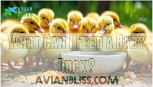 what can i feed a baby duck