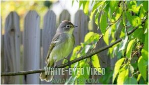 white-eyed vireo