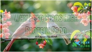 why feed birds high protein food