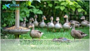 wild birds and bird flu