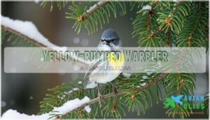 yellow-rumped warbler