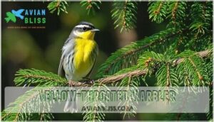 yellow-throated warbler