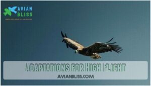 adaptations for high flight