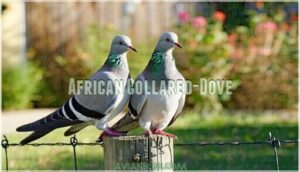 african collared-dove