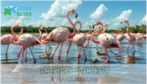 american flamingo