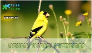 american goldfinch identification