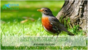 american robin traits