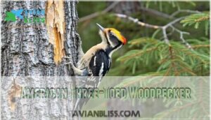 american three-toed woodpecker