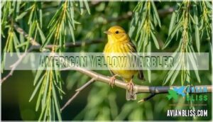 american yellow warbler