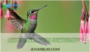 anna’s hummingbird identification