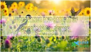 appearance and habitat of american goldfinch