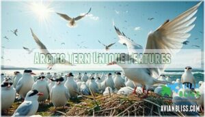 arctic tern unique features