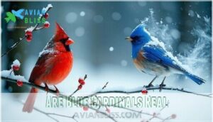 are blue cardinals real